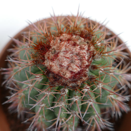 Melocactus jansenianus KK 543 (Perú, Rio Casma)