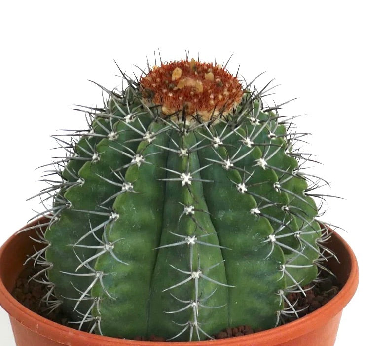 เมโลคาเกตัส เลนเซลินเคียนัส HU381 เมล็ดพันธุ์