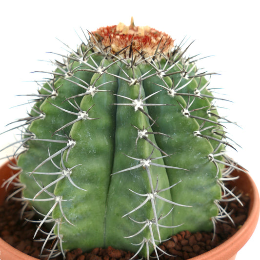 Melocactus lensselinkianus (north of Rio Jequitinhonha)