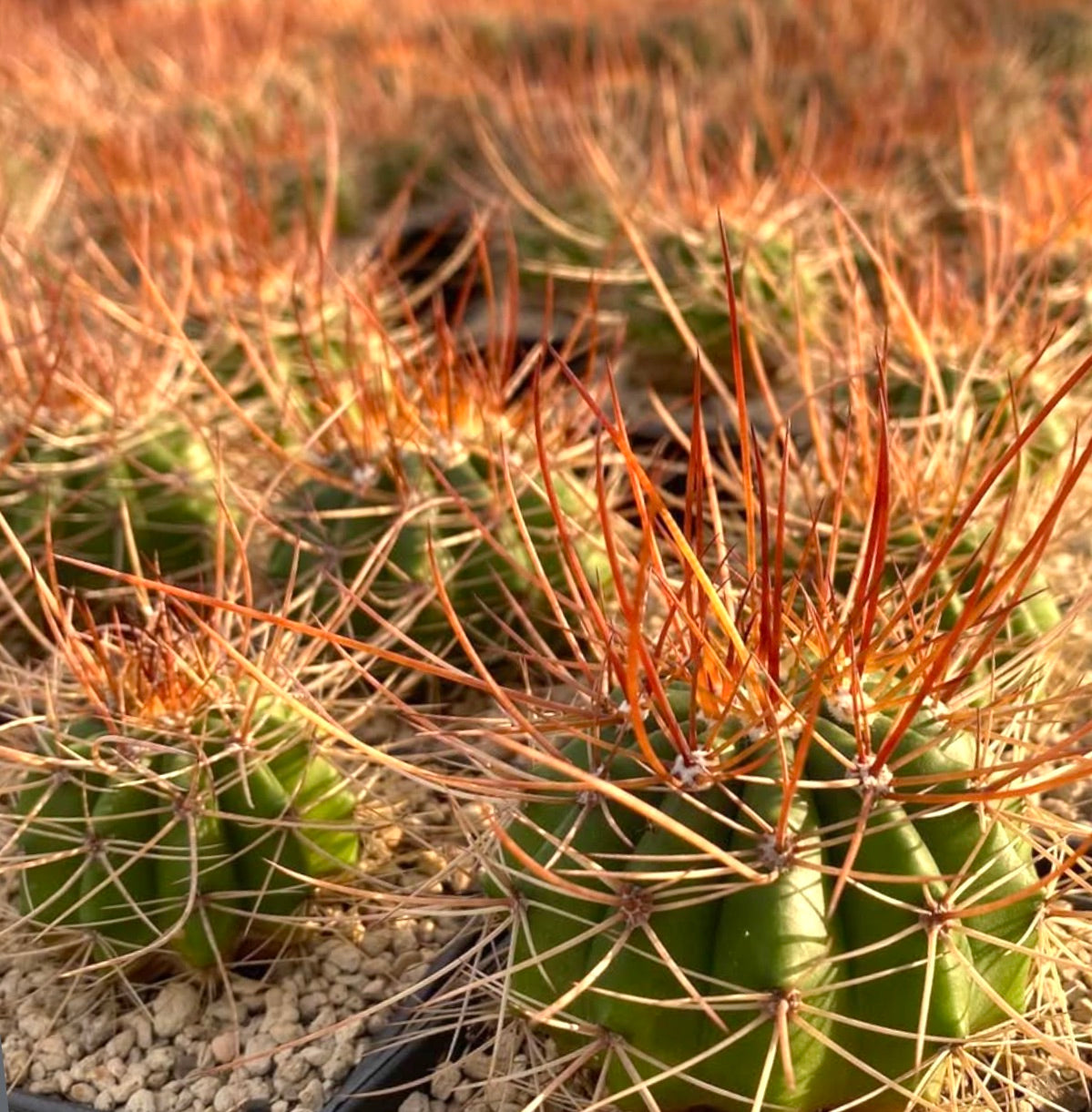Melocactus longispinus HU435 FRØ