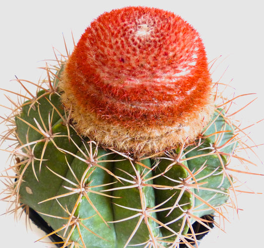Melocactus matanzanus cactus with a green body and an orange-red cephalium on top
