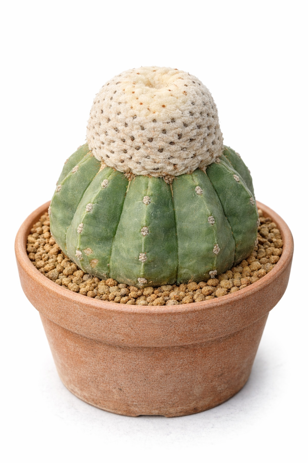 メロカクタス・マクソニー・バリエタス・イネルミス 希少なサボテン、緑色の肋骨状の胴体と白い綿毛状の頭花を持ち、テラコッタ鉢に植えられています