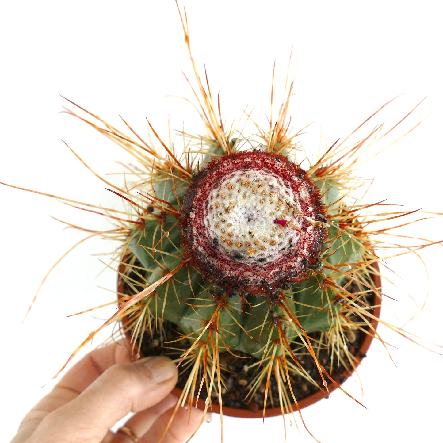 Melocactus oreas sjelden kaktus med ullent cephalium og lange rødaktige pigger i liten potte