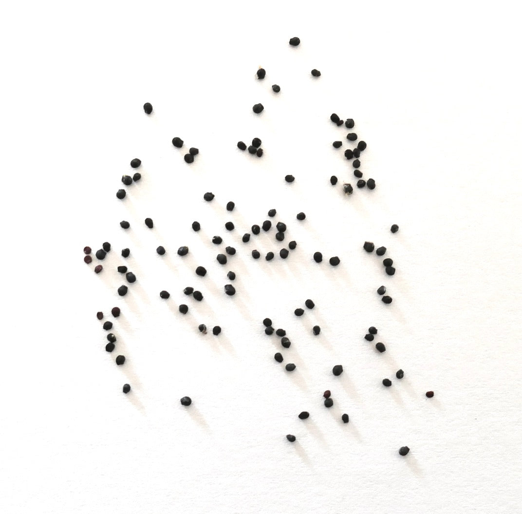Melocactus peruvianus small black cactus seeds scattered on white background