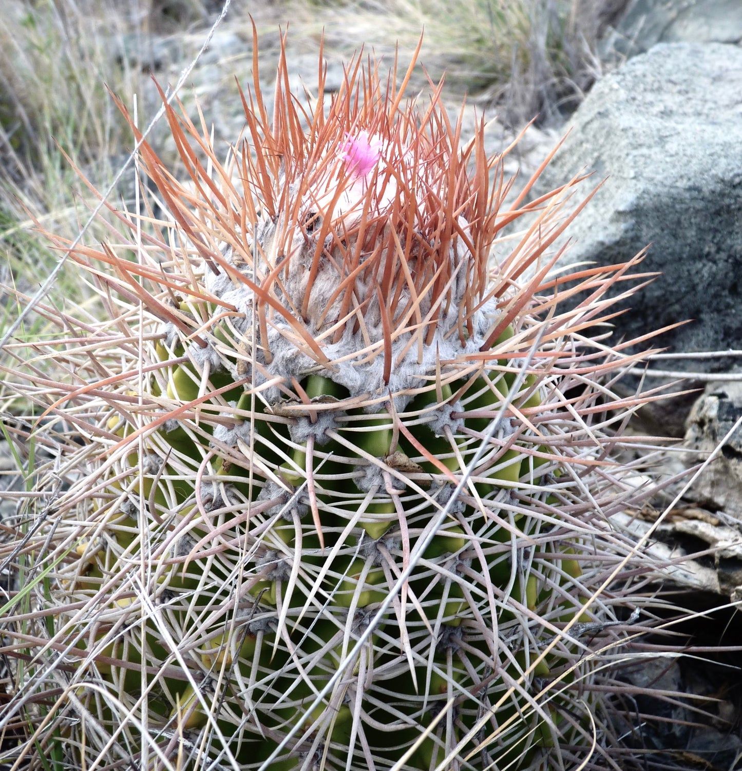 Melocactus sp. raro cactus con espinas densas rojizas y pequeña flor rosa de Venezuela