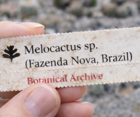멜로카투스 종 파젠다 노바 브라질 출신 식물 이름표 손에 들고 있음