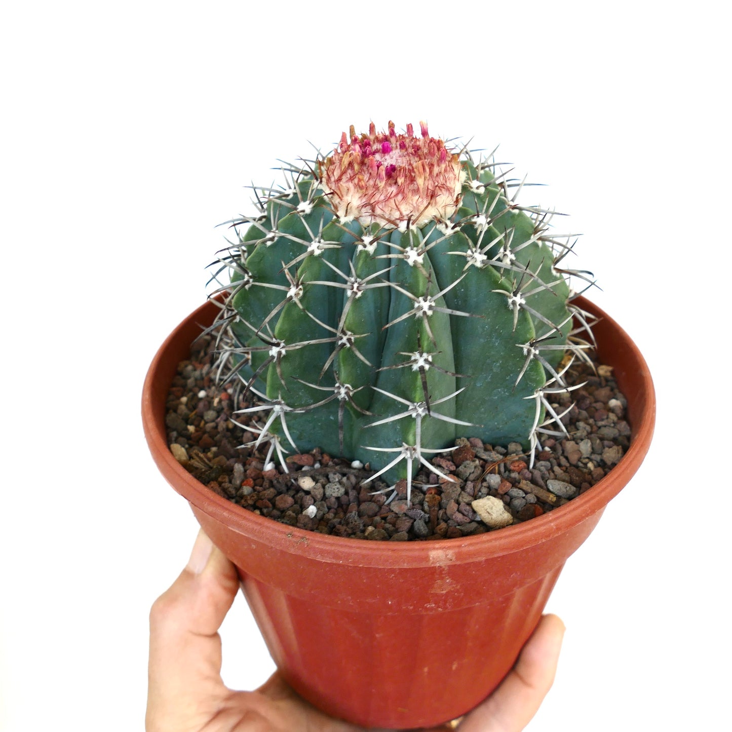 Mano che tiene un Melocactus in vaso proveniente da Macampo, Cuba, mostrando il suo corpo verde costoluto, le robuste spine e il cefalio rossastro all'apice.