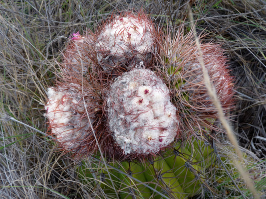 Melocactus white cephalium succulent cactus with dense white wool and reddish spines growing wild