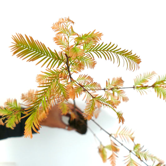 Metasequoia glyptostroboides young foliage with green and orange needle-like leaves on thin branches