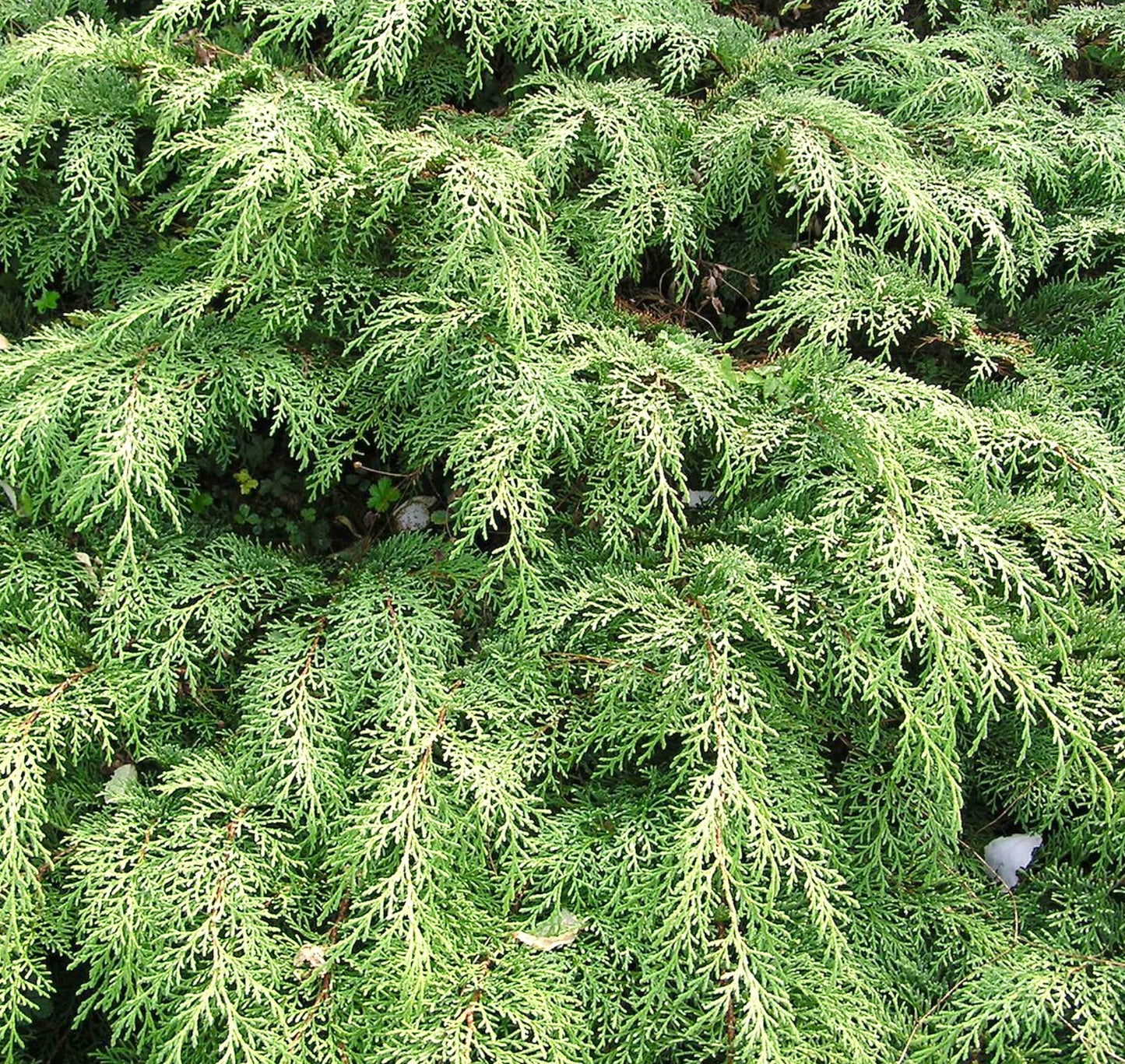 Microbiota decussata dense evergreen foliage with delicate, scale-like leaves and spreading branches