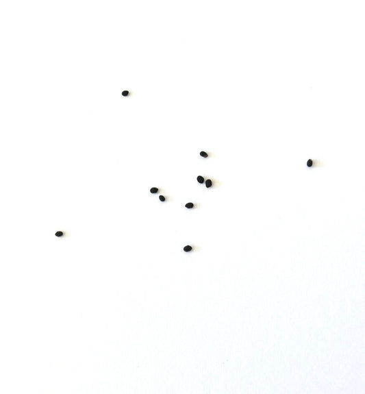Mila nealeana seeds small black plant propagation seeds on white background