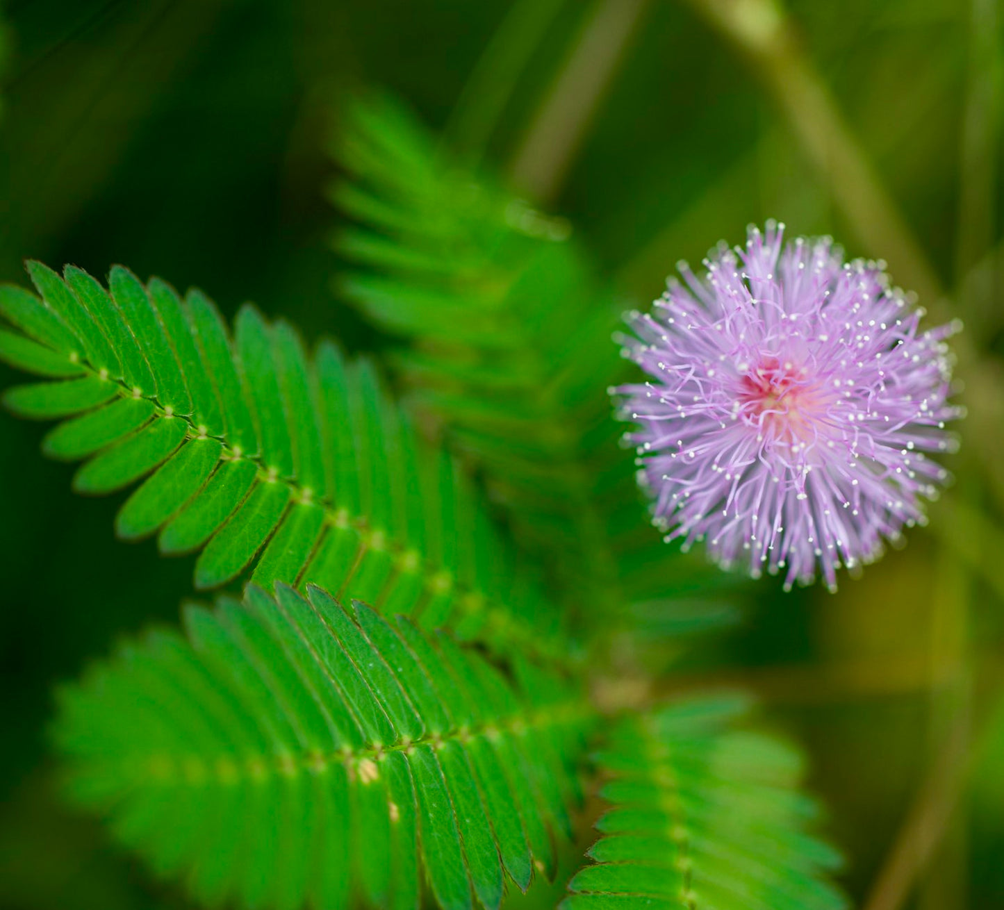 Mimosa pudica delicate green compound leaves with pink fluffy ball flower bloom