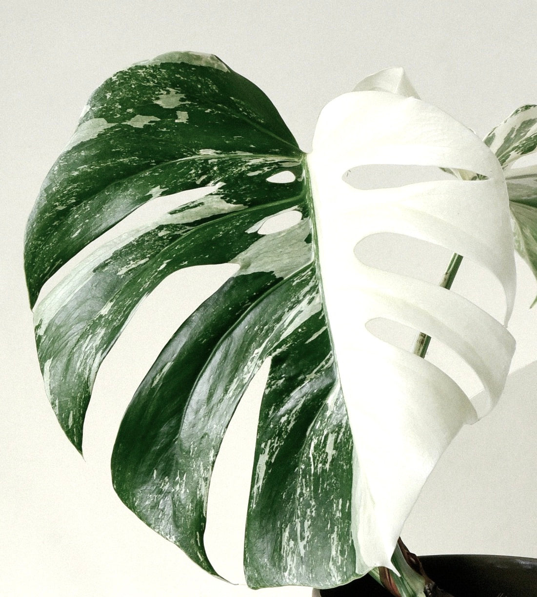 Monstera deliciosa variegata large variegated leaf with white and green patterns