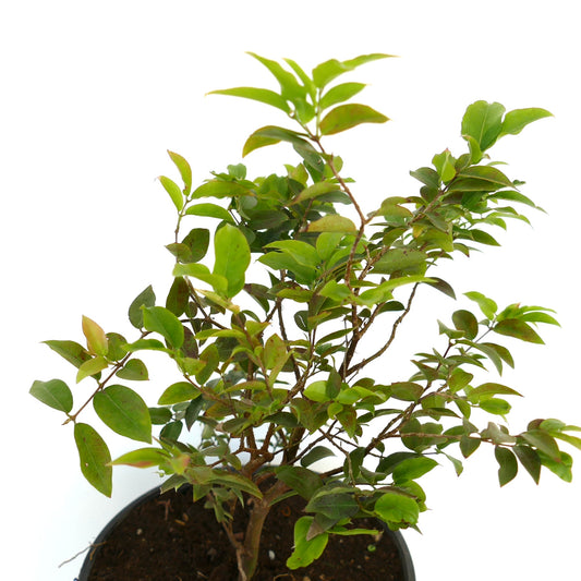 Myrciaria cauliflora lite bladgrønt busk med trestammer i svart potte