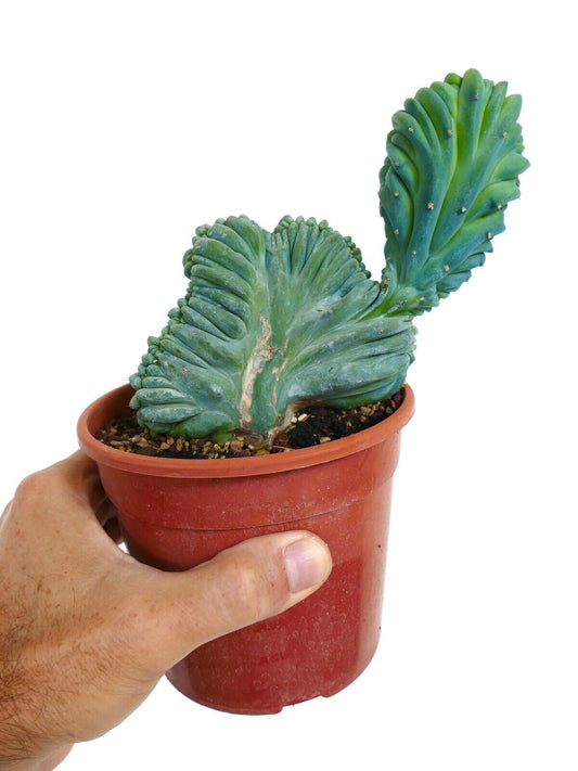 Myrtillocactus geometricus crested rare succulent cactus with wavy blue-green stems in pot