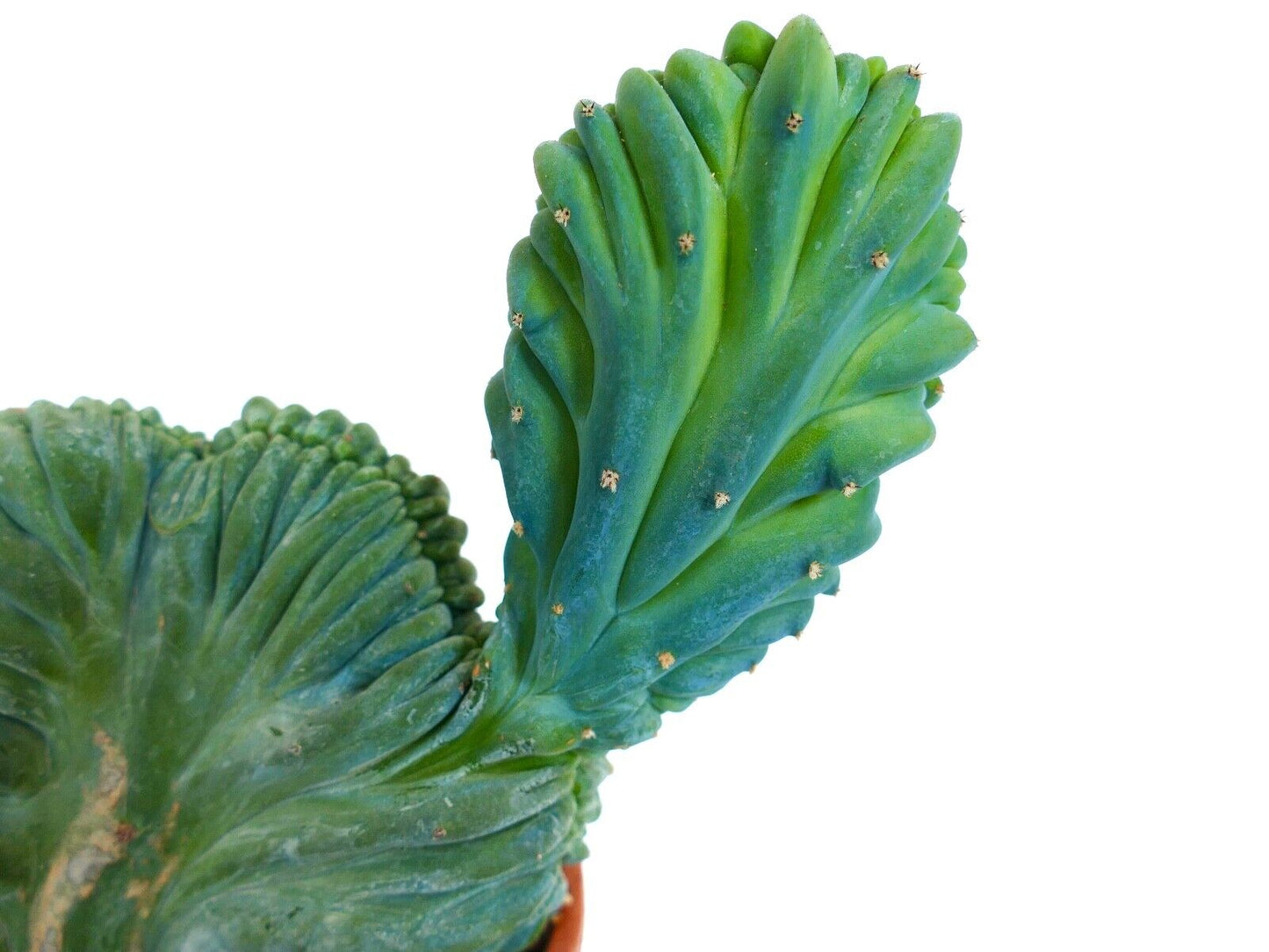 Myrtillocactus geometricus crestado, cactus suculento raro con un crecimiento único en forma de abanico y color azul verdoso