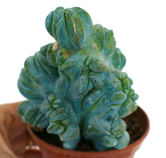 Myrtillocactus geometricus crested succulent cactus with unique textured blue-green growths