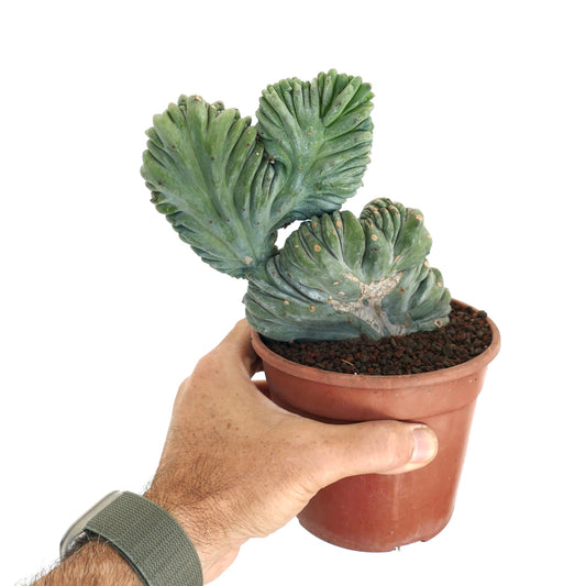 Myrtillocactus geometrizans succulent cactus with crested, fan-shaped blue-green stems in pot