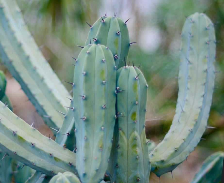 Myrtillocactus geometrizans succulent cactus with tall blue-green stems and sharp spines