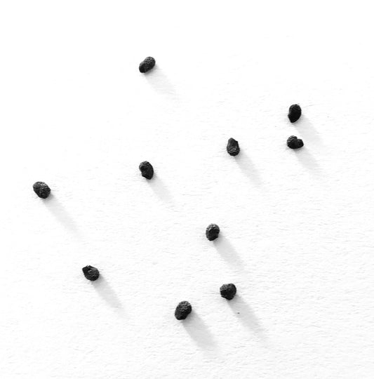 Myrtillocactus geometrizans cactus seeds scattered on white background