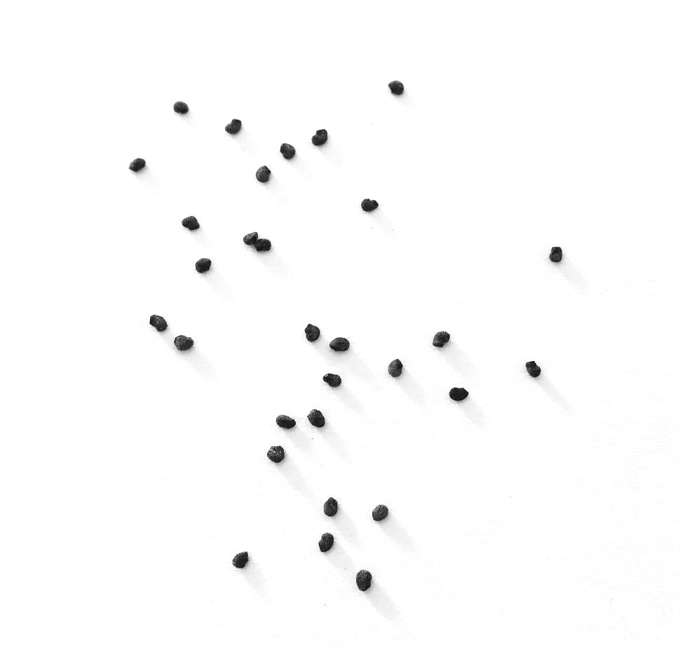 Petites graines de cactus noirs de Myrtillocactus geometrizans dispersées sur fond blanc