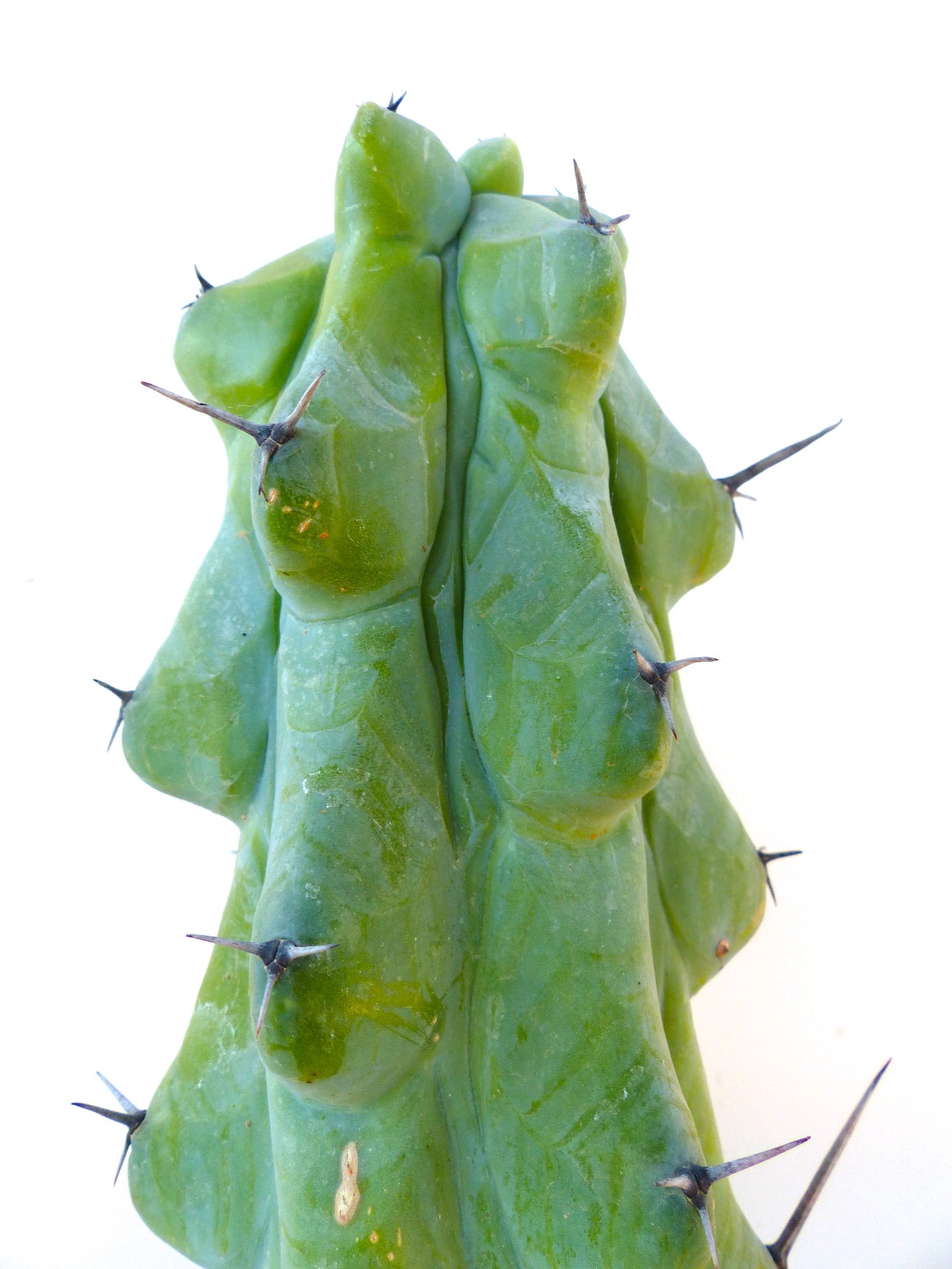 Myrtillocactus geometrizans cv FUKUROKURYUZINBOKU succulent cactus with thick green stems and sharp dark spines