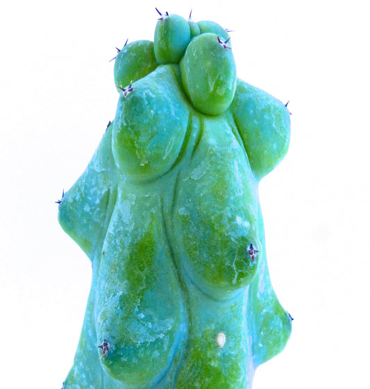 Myrtillocactus geometrizans cv FUKUROKURYUZINBOKU rare succulent cactus with bulbous green stems and small spines