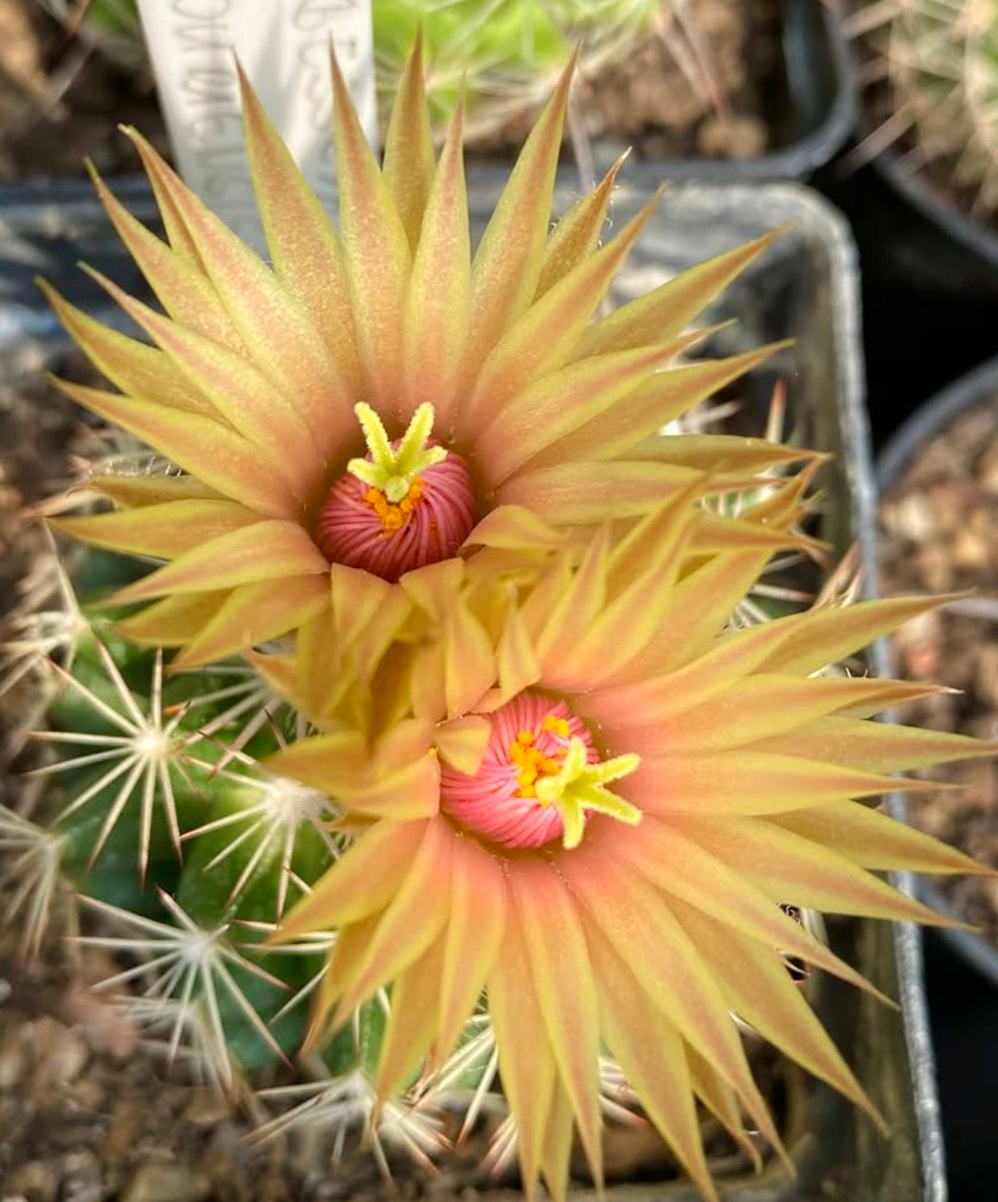 Neobesseya missouriensis cactus with vibrant yellow-orange star-shaped flowers and pink centers