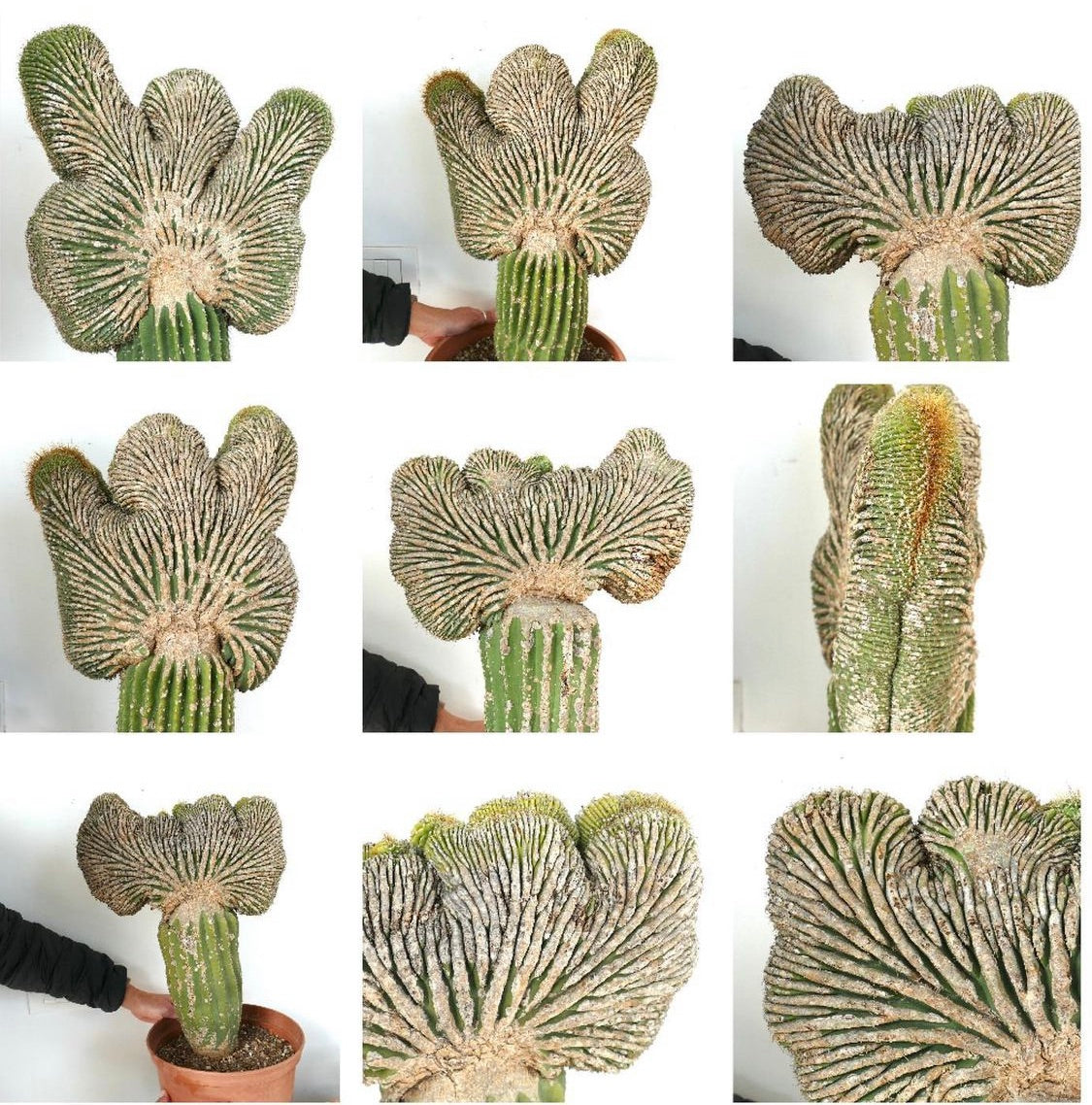Neobuxbaumia polylopha crested rare succulent cactus with fan-shaped ribbed growth and textured surface