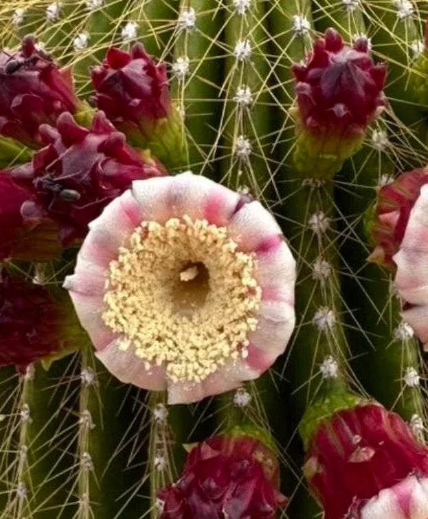 Neobuxbaumia polylopha cactus with spiny green ribs and pink-tinted white flowers