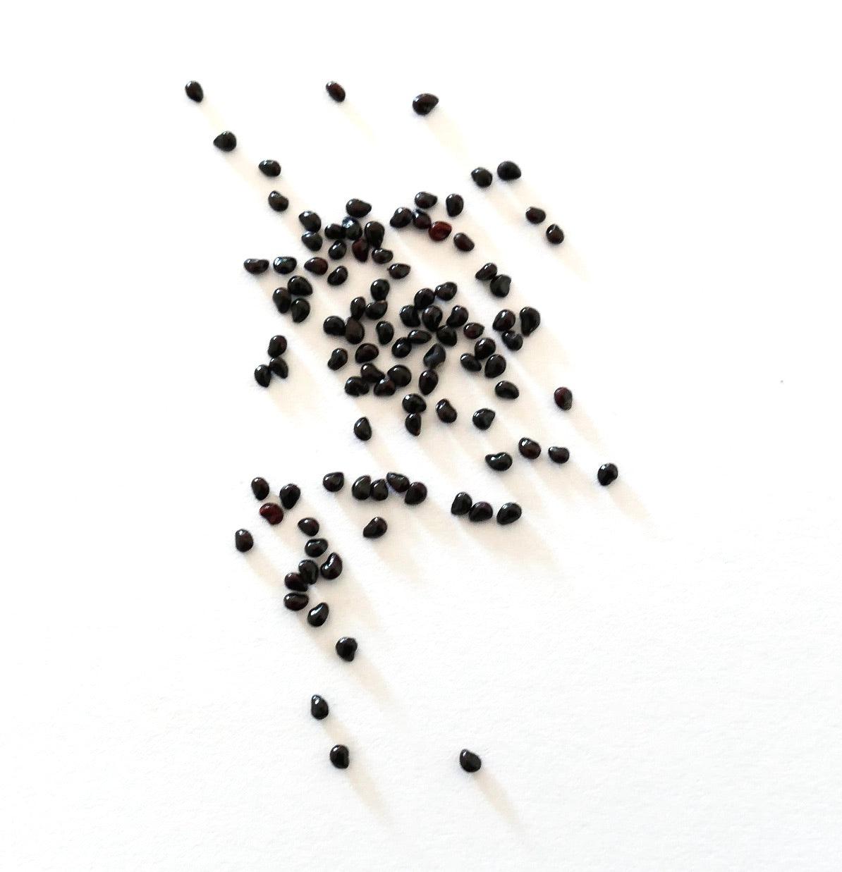Petites graines sombres de cactus Neobuxbaumia tetetzo éparpillées sur fond blanc