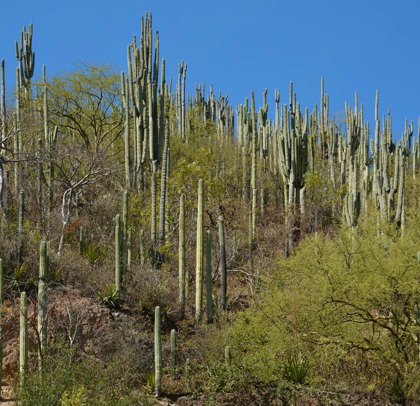 Neobuxbaumia tetetzo tall columnar cactus with ribbed stems in desert landscape