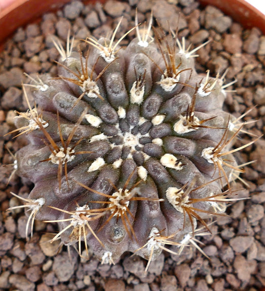 Neochilenia huascensis succulent cactus with dark purple body and long brown spines in pot