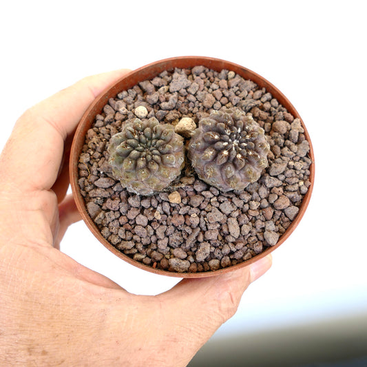 Neochilenia huascensis small round succulent cacti with textured surface and tiny spines in pot
