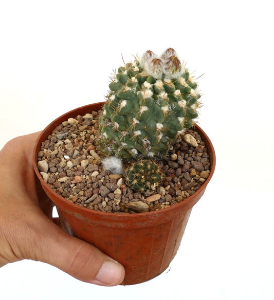 Neochilenia saxifrega small green cactus with white woolly areoles and sharp spines in pot