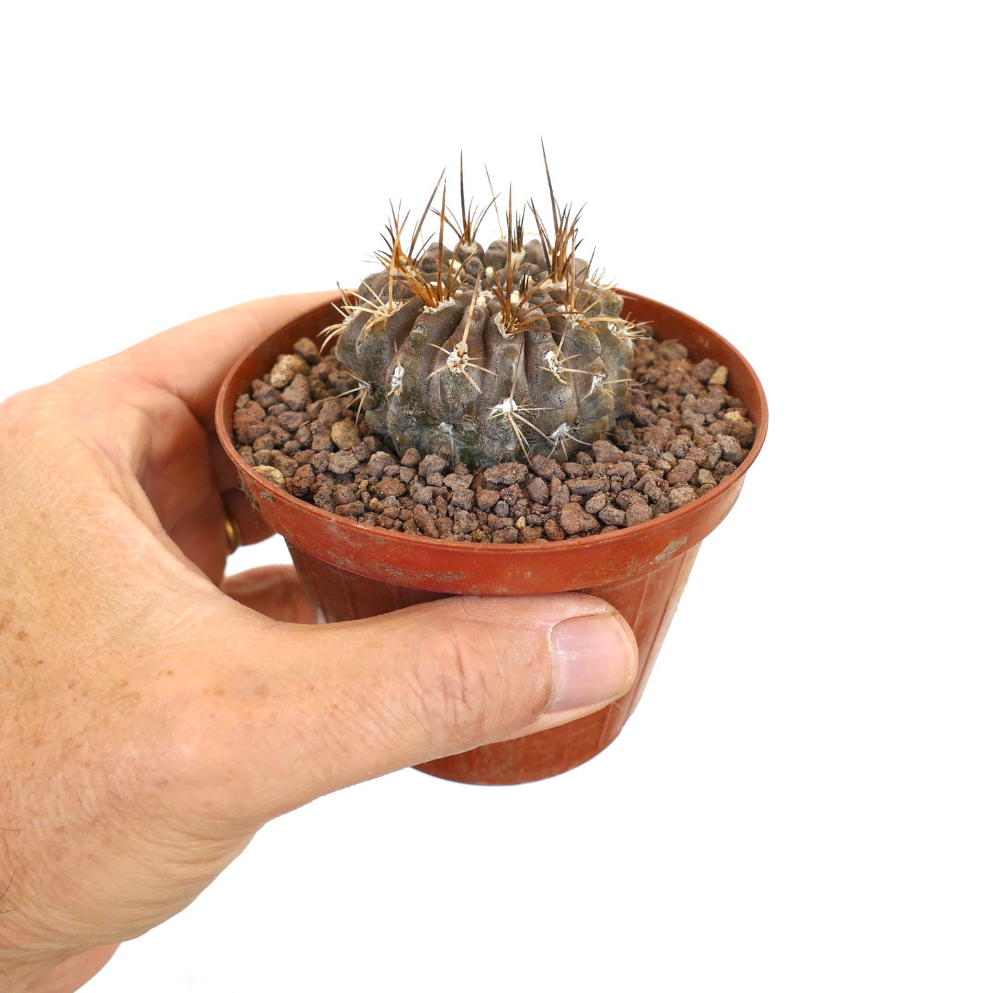 Neochilenia huascensis small round succulent cactus with long brown spines in pot