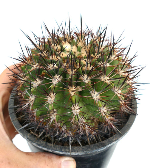 Neochilenia castanea green cactus with dense long dark brown spines in black pot