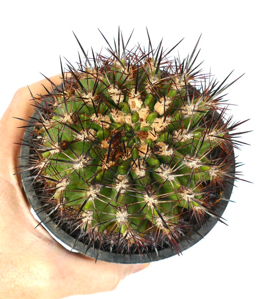 Neochilenia castanea cactus with dense dark brown spines and green ribbed body in small pot