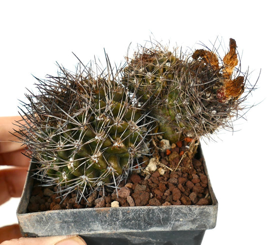 Neochilenia crispa small succulent cactus with dense sharp spines and dried flower buds in pot