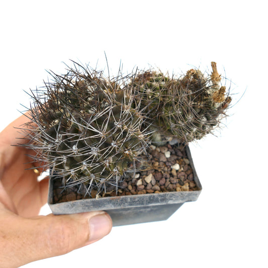 Neochilenia crispa succulent cactus with dense dark spines in small black pot cluster