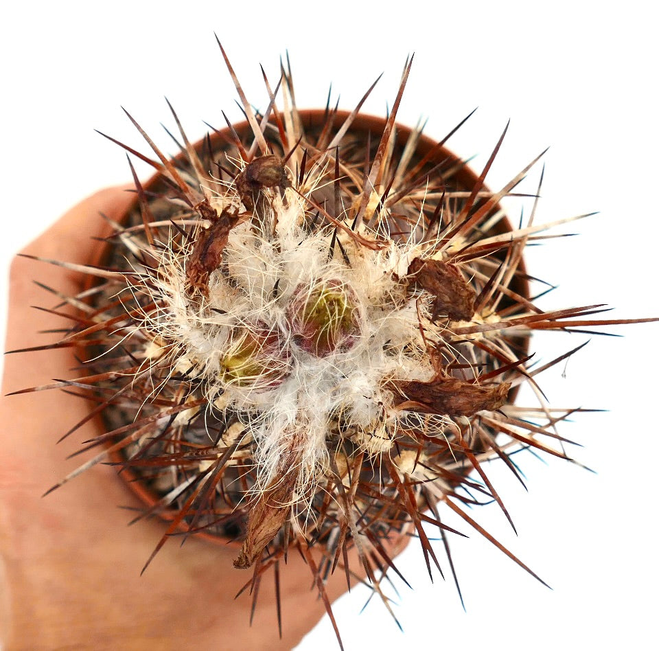 نيوتشيلينيا هاينريشيانا، صبار نادر بأشواك طويلة حادة ومركز أبيض مغطى بالصوف