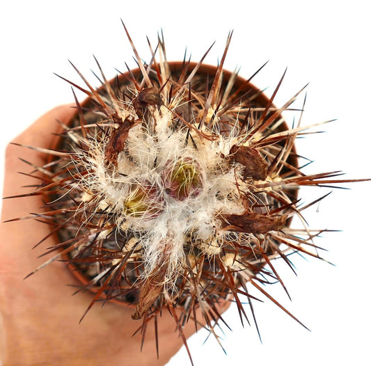Neochilenia heinrichiana cactus rare avec de longues épines acérées et un centre laineux blanc