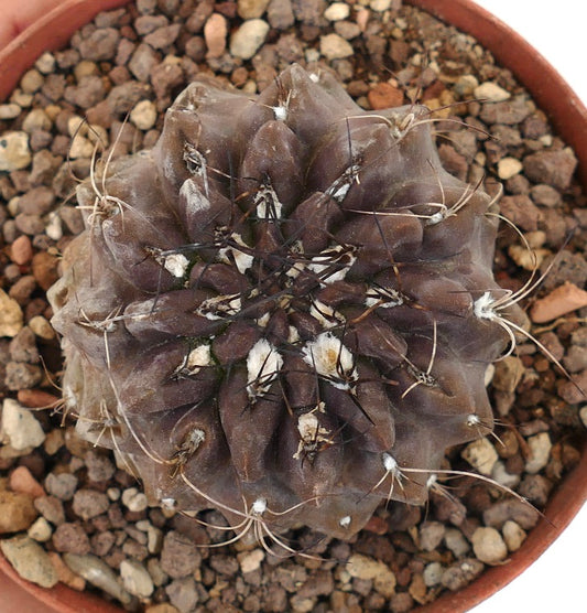 เนโอพอร์เทเรีย อ็อกคัลตา กระบองเพชรไม้เนื้ออวบน้ำสีม่วงเข้ม มีหนามยาวบางและตุ่มขนปุกปุย