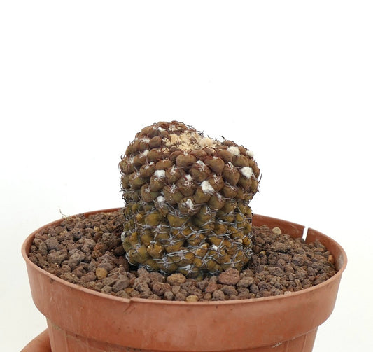 กระบองเพชรเนโอโพร์เทเรีย นาพินา ต้นอวบน้ำมีหนามหนาแน่นและจุดหนามปุย อยู่ในกระถางเทอร์ราคอตต้า