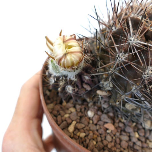 Neoporteria cachytayensis cactus with dense spines and a pale yellow flower bud in pot