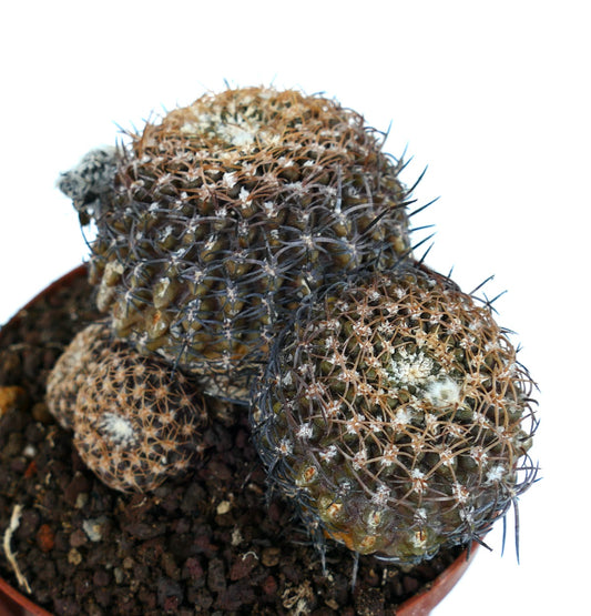 โคกหนามเนโอพอร์เทอเรีย โอดิเอรี มีกลุ่มหนามสีดำและสีน้ำตาลหนาแน่นในกระถาง