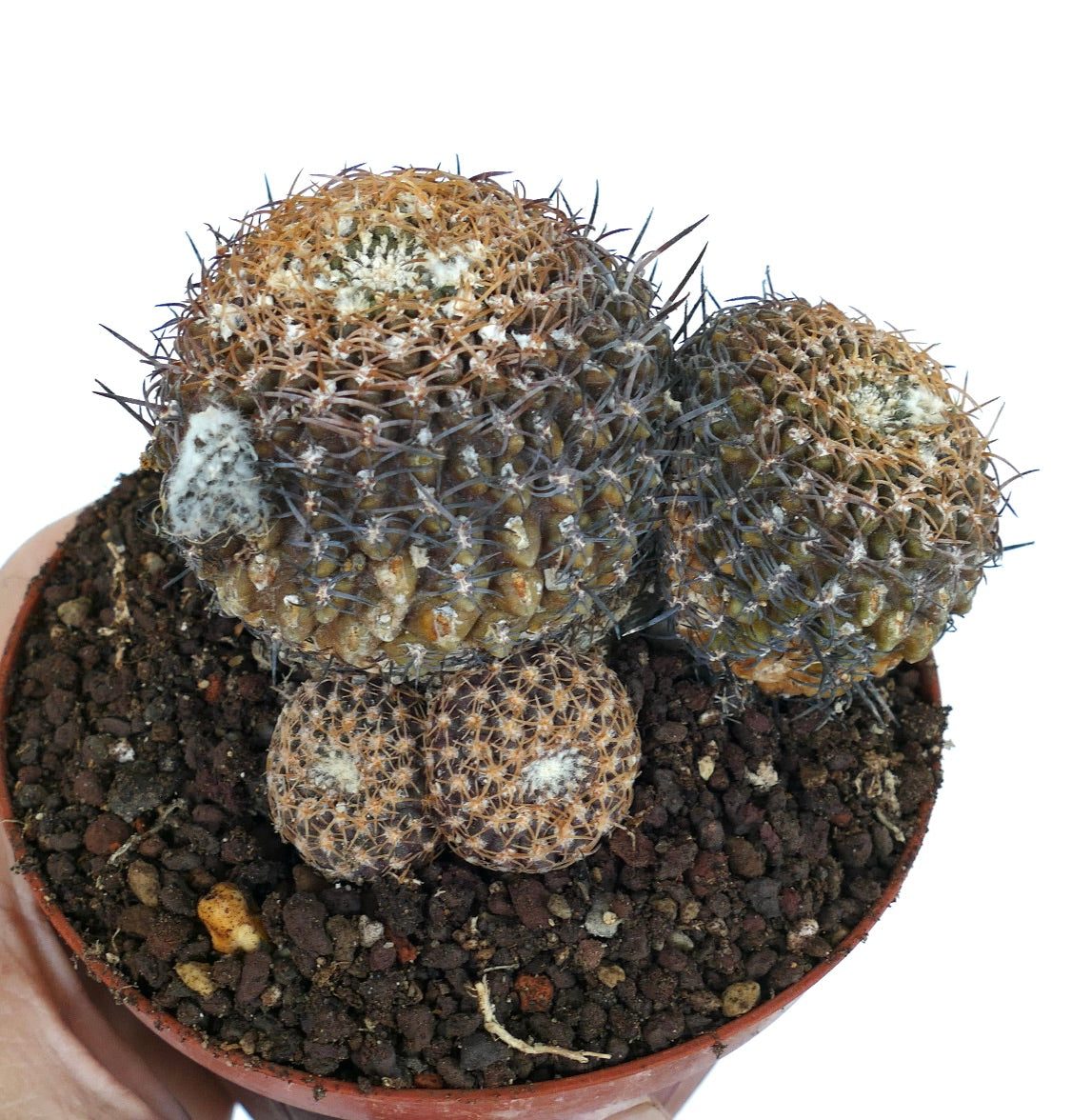 Neoporteria odieri grupo de pequeños cactus redondos con espinas densas marrones y areolas blancas y lanosas