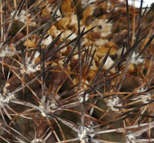 Neoporteria cachytayensis cactus with dense long dark spines and textured green body