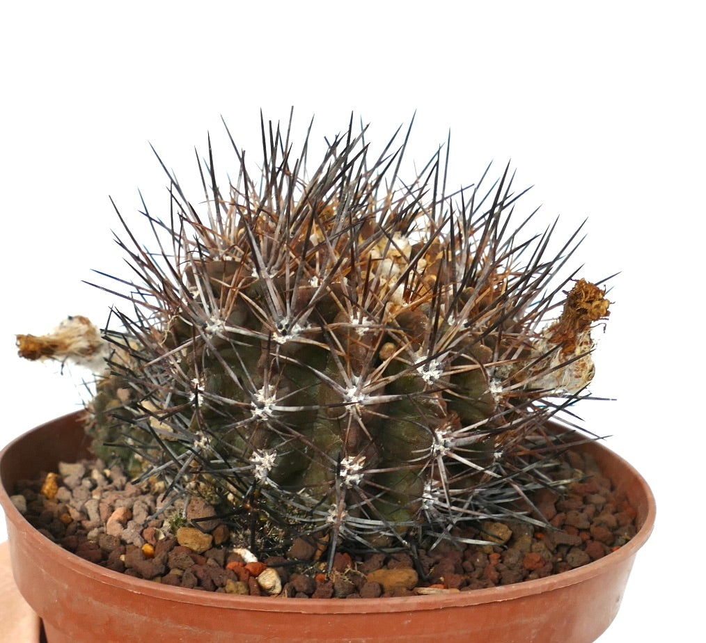 Cactus Neoporteria cachytayensis con espinas largas y oscuras densas y cuerpo redondeado verde en maceta