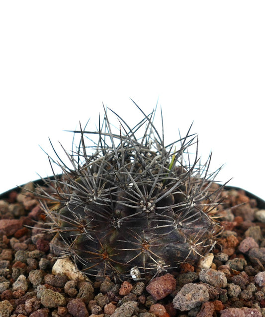 Neoporteria confinis dark succulent cactus with dense long spines and rounded shape